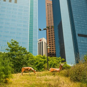 Deer on Angels Knoll in Los Angeles by Carter Greenwood. Photo by thaddywarbucks via KCET Departures