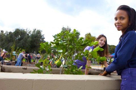 Volunteers plant fruit trees at Del Aire Fruit Park in Hawthorne, CA. Photo via Fallen Fruit